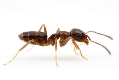 Odorous House Ant | Pest Information & Prevention Tips