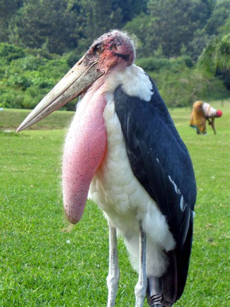 Marabou Stork – Long-Wattled Umbrella Bird « Creepy Animals