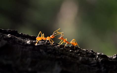 Ant Macro, HD Photography, 4k Wallpapers, Images, Backgrounds, Photos and Pictures