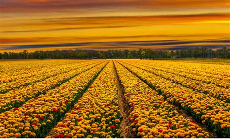 Field of Flowers - 20 Colourful fields that catch your eyes and sooth your mind - DesignGrapher.Com