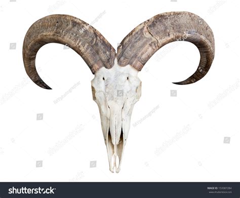 Skull Of Barbary Sheep Stock Photo 153387284 : Shutterstock