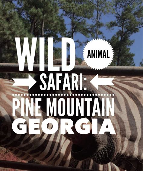 Wild animal safari georgia – Artofit