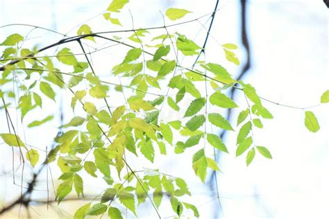 Chinaberry Fruits and Leaves. Stock Photo - Image of deciduous, outdoor ...