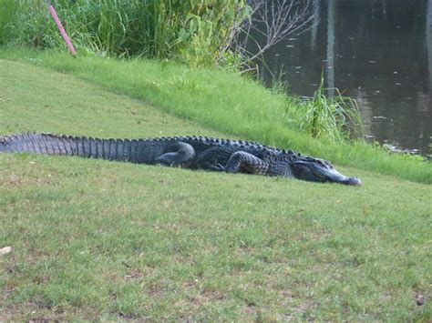 Kiawah Osland | Kiawah Island, SC WIldlife | Christy B | Flickr