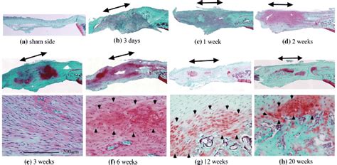 Safranin O-stained sections. a Tendons on the sham side were not ...