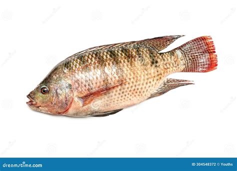 Fresh Snapper Fish Isolated Stock Photo - Image of healthy, northern ...