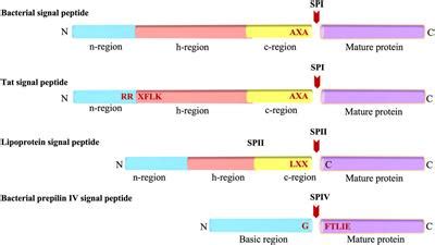 Frontiers | Bacterial Signal Peptides- Navigating the Journey of Proteins