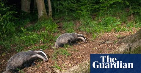 Pictures of the week: Badgers, by James Warwick | Environment | The Guardian