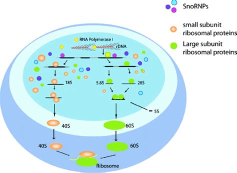 Ribosome Synthesis