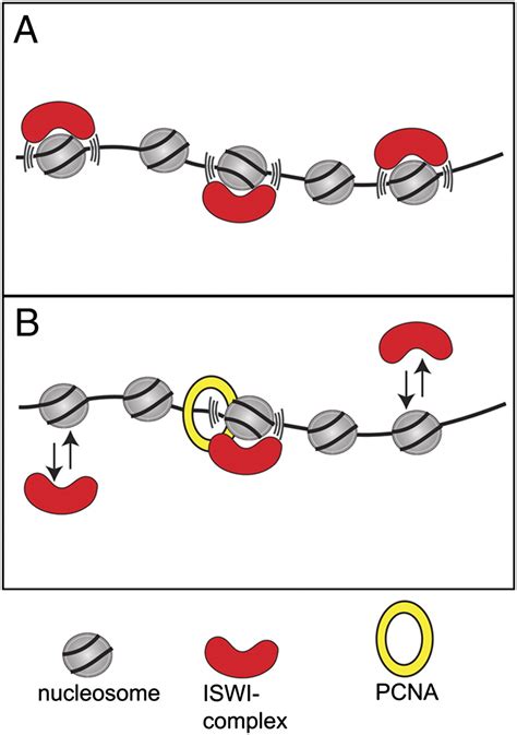 Insights into how chromatin remodeling factors find their target in the ...