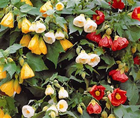 Abutilon Bellevue Mix Abutilon Hybridum Seeds