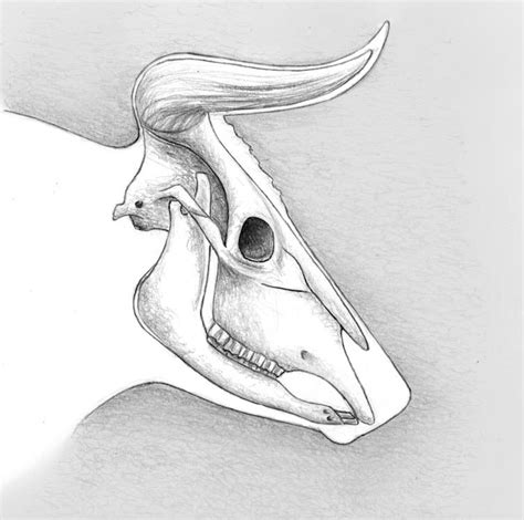 Aurochs, Bos primigenius, skull study by Pachyornis on DeviantArt