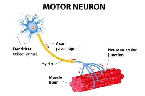 neuroscience - Stimulating an axon causes impulses to travel both ways ...