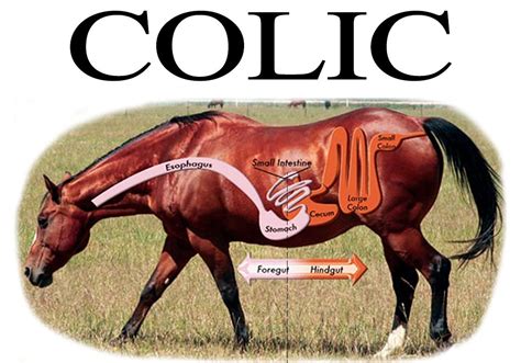 WHAT IS DIET-INDUCED COLIC IN HORSES? - CEN Nutrition