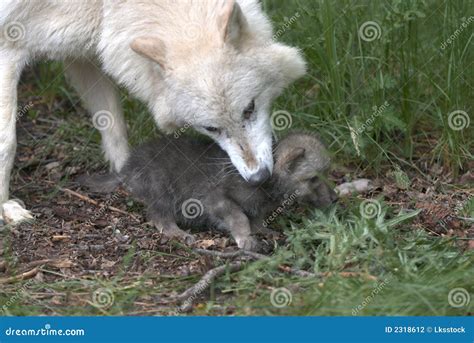 Wolf with cub stock photo. Image of pride, animal, majestic - 2318612