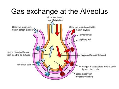 gas exchange Diagram | Quizlet