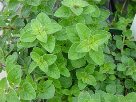 Herb Seed: Italian Oregano 500+ Seeds Fresh Seed FREE SHIPPING!!!!!!!!!!!! | eBay