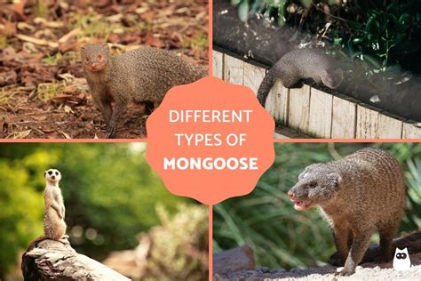 Types of Mongoose Species - Characteristics, Habitat, Diet & More ...