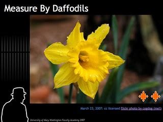 Measure By Daffodils | But for a different measure… On March… | Flickr