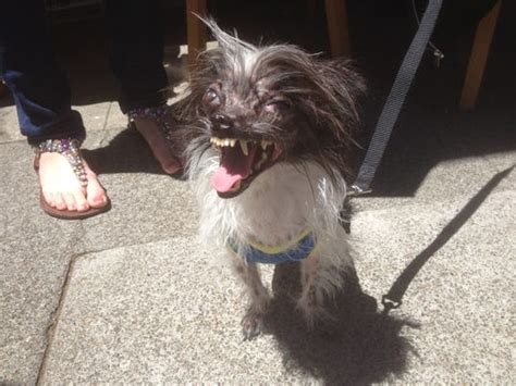 Embracing the ugly at the World's Ugliest Dog Contest