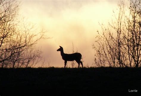 "Deer in Sunset" by Lorrie | Redbubble