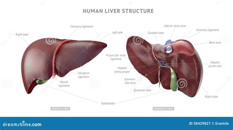 Human liver anatomy stock illustration. Illustration of hepatic - 58429827