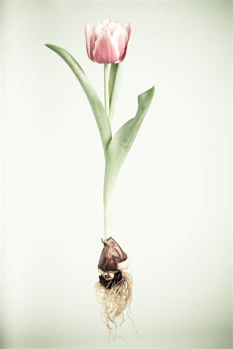 Tulip Roots - I shot this with a left over flower for I had for my wife. I thought the roots ...