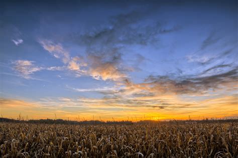 Ripe Cornfield at Sunset, photo file, #1336856 - FreeImages.com