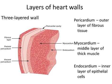 Human Heart structure and blood circulation (Includes heart diagram):