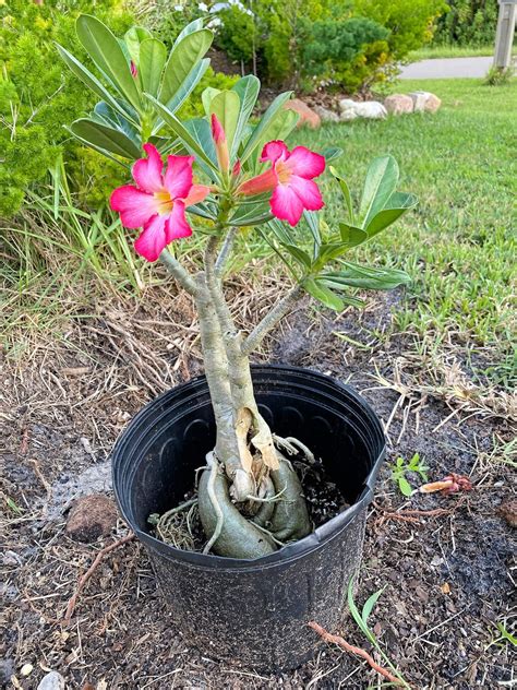 Roses of the Desert - UF/IFAS Extension Charlotte County