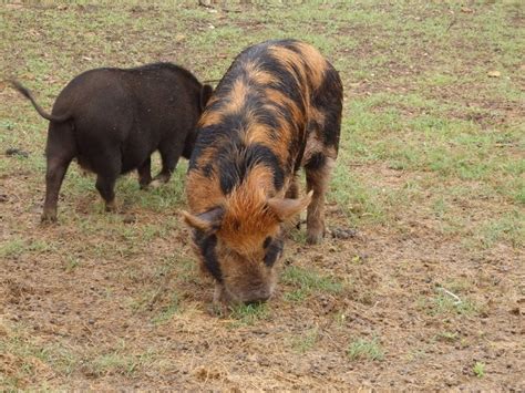 KuneKune Pigs