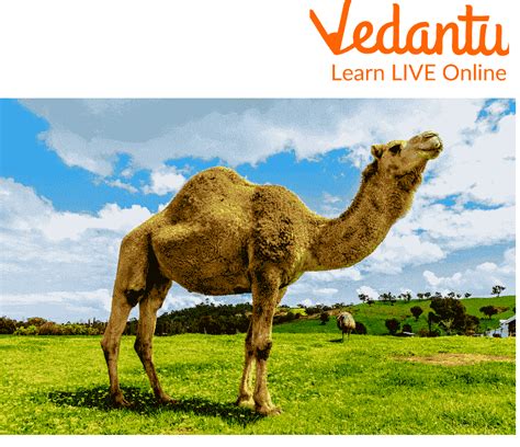 Camel: Learn Definition, Facts & Uses