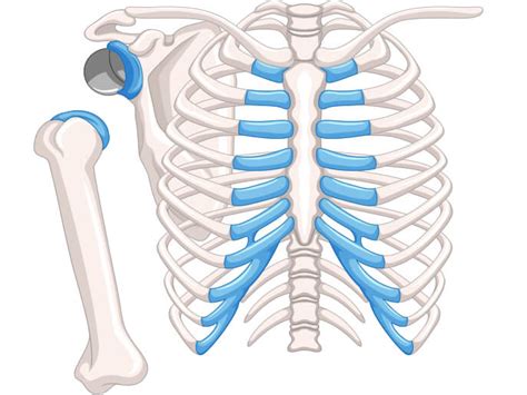 Reverse Shoulder Replacement - Conditions & Complications