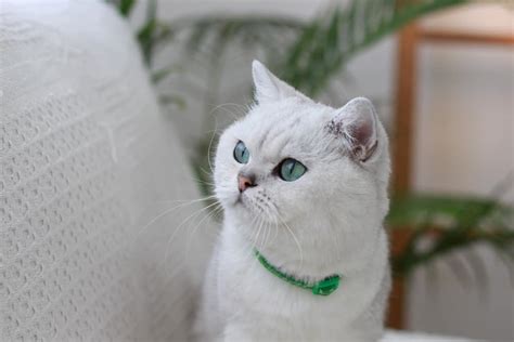 100+ Best Irish Cat Names - PetMag