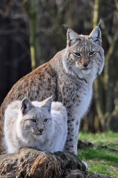 Eurasian Lynx | Eurasian lynx, Cats, Wild cats