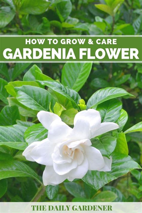 Gardenia Care, Gardenia Trees, Gardenia Bush, Gardenia Plant, White Gardenia, Growing Gardenias ...