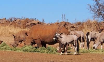 Full Day Rhino and Lion Park Tour | Johannesburg | Aim Holidays