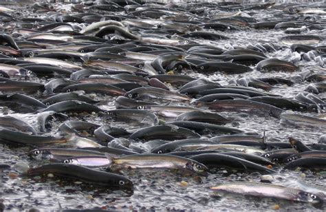 Capelin Fishing: Techniques, Bait and Gear - TRIZILY.COM