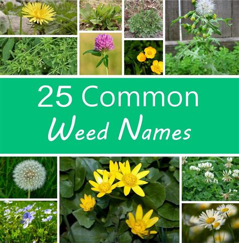 A Guide to Names of Weeds (With Pictures) - Dengarden