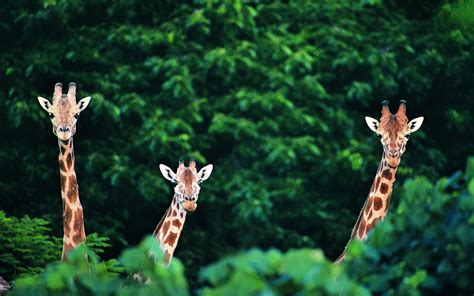 Download Animal Giraffe HD Wallpaper