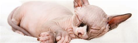 Explore Hairless Cat & Kitten Breeds | Petfinder