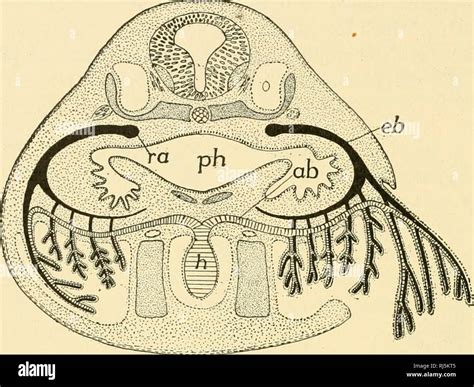 . Chordate anatomy. Chordata; Anatomy, Comparative. 248 CHORDATE ...