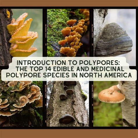 White Cheese Polypore: Identification Guide - Mushroom Appreciation