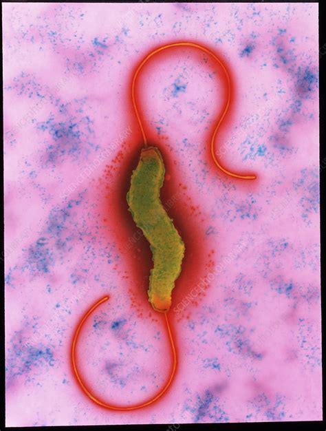 Campylobacter jejuni bacterium - Stock Image - B220/1014 - Science Photo Library