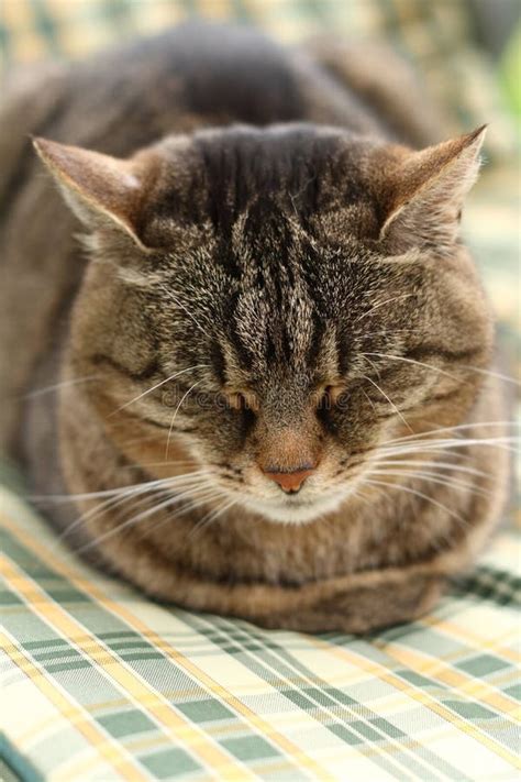 Sleepy cat stock image. Image of quiet, mammal, tired - 39814349