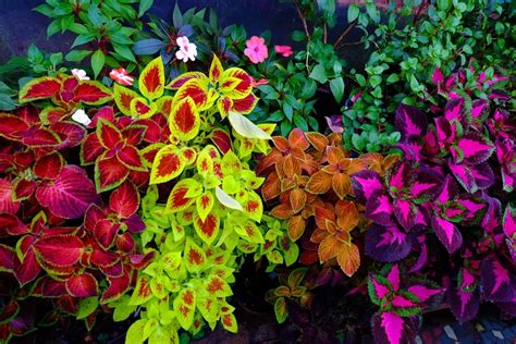 10 Different Types of Coleus Flowers | Plants, Annual plants, Container plants