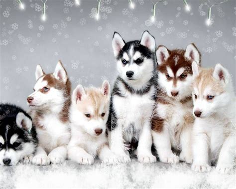 Snow Dogs - Husky Wallpaper | Pomsky puppies, Cute dogs, Cute husky puppies
