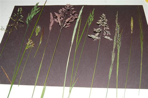 Our Creative Day: Wild Grasses