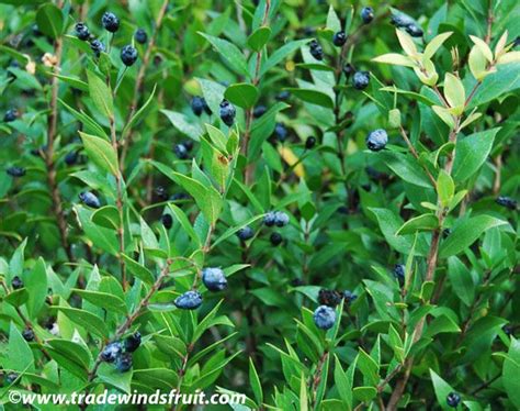 Myrtle - Myrtus communis | Plants, Myrtle, Planting flowers