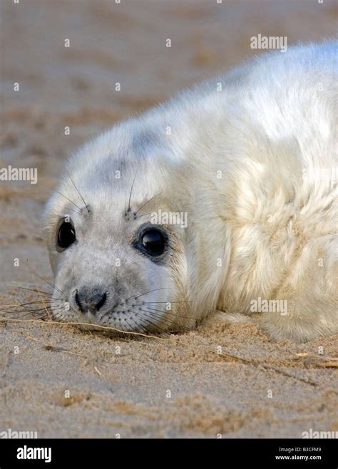 Seal pup, portrait Stock Photo - Alamy